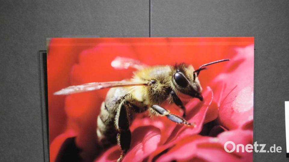 "Apis mellifica" (Honigbiene) nennt Melanie Burger (21) ihre sehr gelungene Fotografie. Zu sehen ist sie im Kunsthaus Waldsassen, wo 46 Künstler 82 Werke zeigen. Bild: ubb