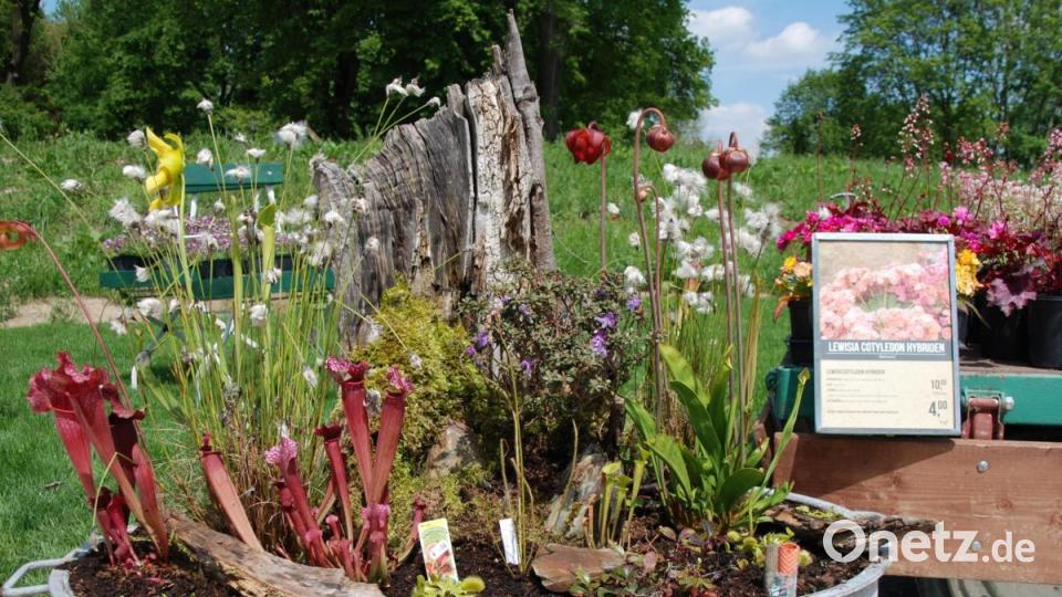 Moorbeetpflanzen schön präsentiert. Bild: Portner