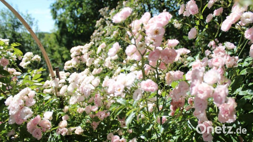 Prächtige Rosen. Bild: Susanne Forster
