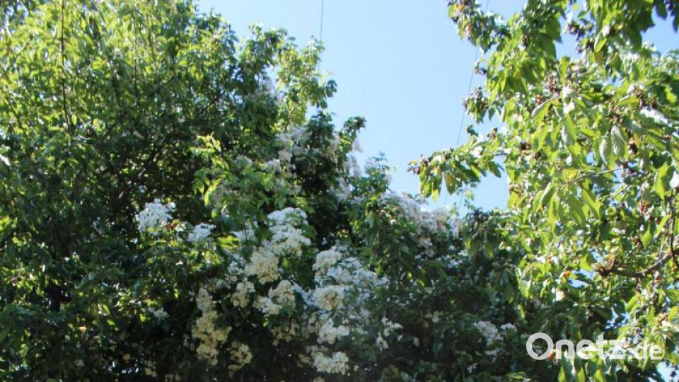 Eine Rambler-Rose ist an einem Baum hochgewachsen. Bild: Susanne Forster