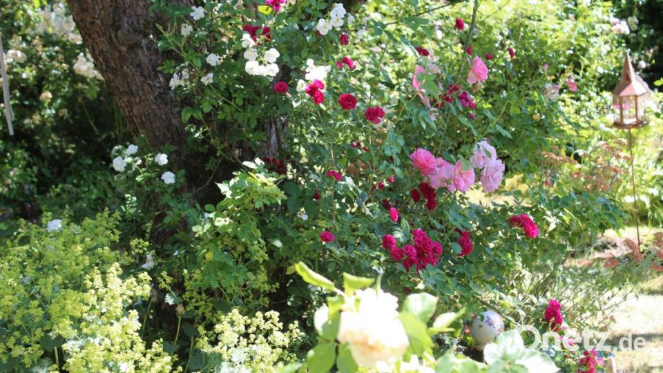 Rot, pink, rosa oder weiß: Im Garten von Familie Standfest blühen sie alle. Bild: Susanne Forster