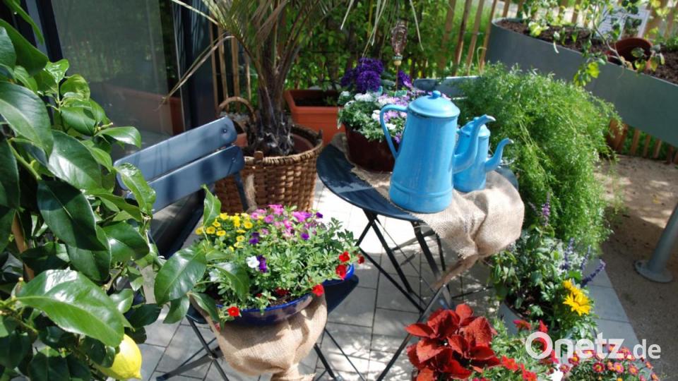 Ein Arrangement an Topfpflanzen. Bild: Portner