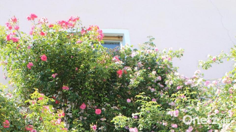 Die Rosengewächse klettern an der Hauswand empor. Bild: Susanne Forster