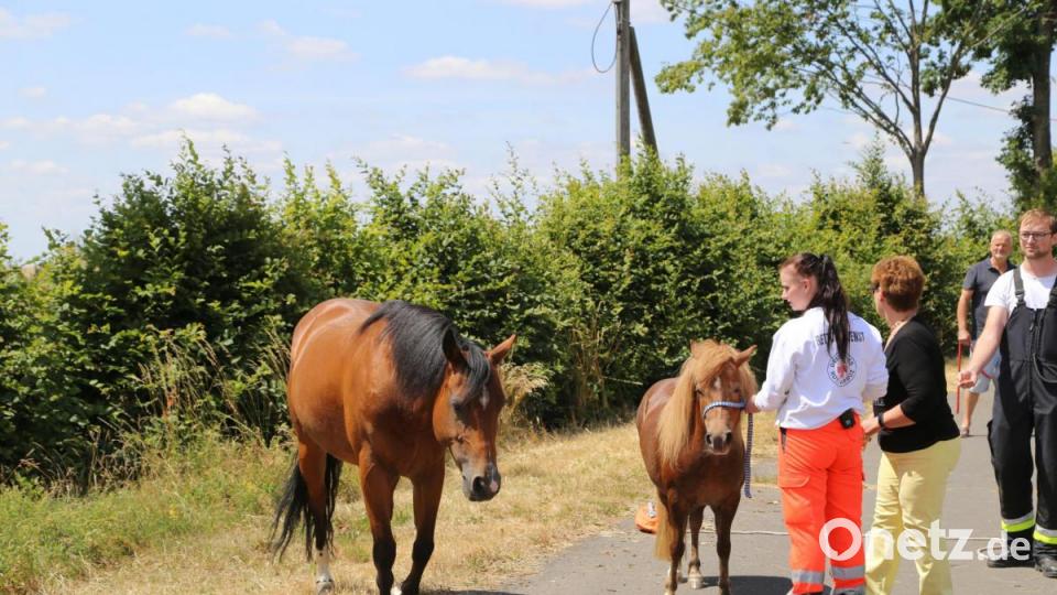 Ein ungewöhnliches Bild: Eine Sanitäterin des Bayrischen Roten Kreuzes mit einem Pony an der Leine, gefolgt von einer ausgewachsenen Stute und mehreren Einsatzfahrzeugen. Bild: rw