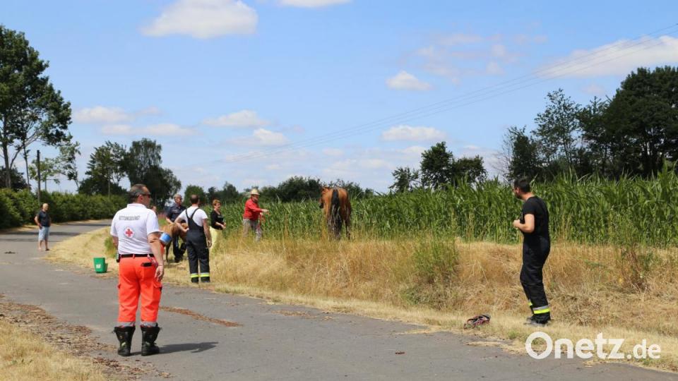 Ein ungewöhnliches Bild: Eine Sanitäterin des Bayrischen Roten Kreuzes mit einem Pony an der Leine, gefolgt von einer ausgewachsenen Stute und mehreren Einsatzfahrzeugen. Bild: rw