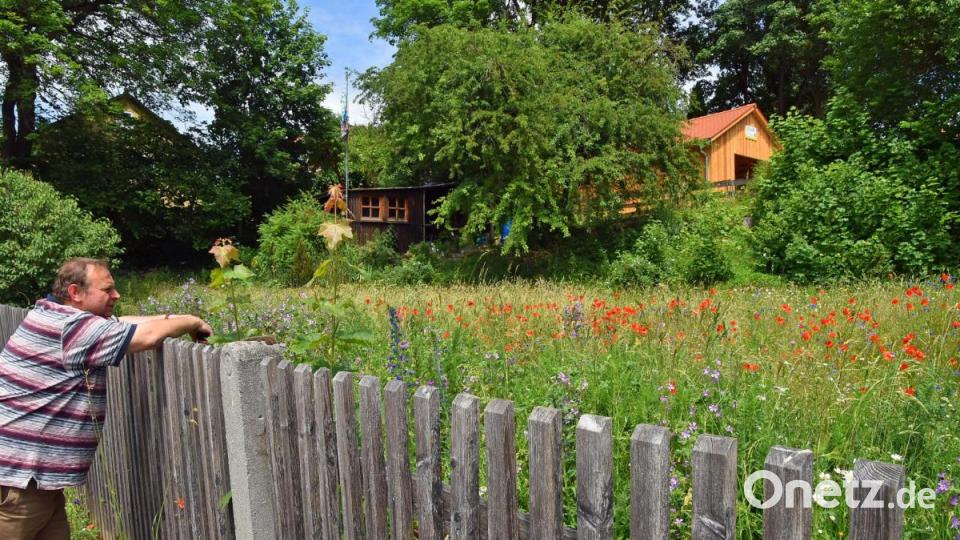 Blick über den Zaun von Stadtgärtnermeister Klaus Herbst beim Schulmuseum auf eine farbenfrohe Blühfläche für Schmetterlinge und Wildbienen. Bild: Andreas Royer
