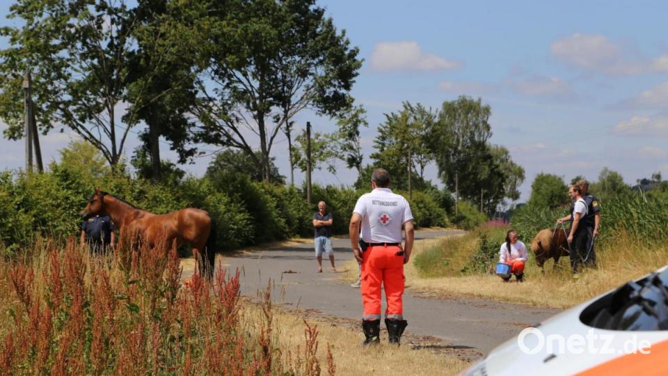 Ein ungewöhnliches Bild: Eine Sanitäterin des Bayrischen Roten Kreuzes mit einem Pony an der Leine, gefolgt von einer ausgewachsenen Stute und mehreren Einsatzfahrzeugen. Bild: rw