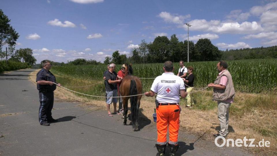 Ein ungewöhnliches Bild: Eine Sanitäterin des Bayrischen Roten Kreuzes mit einem Pony an der Leine, gefolgt von einer ausgewachsenen Stute und mehreren Einsatzfahrzeugen. Bild: rw