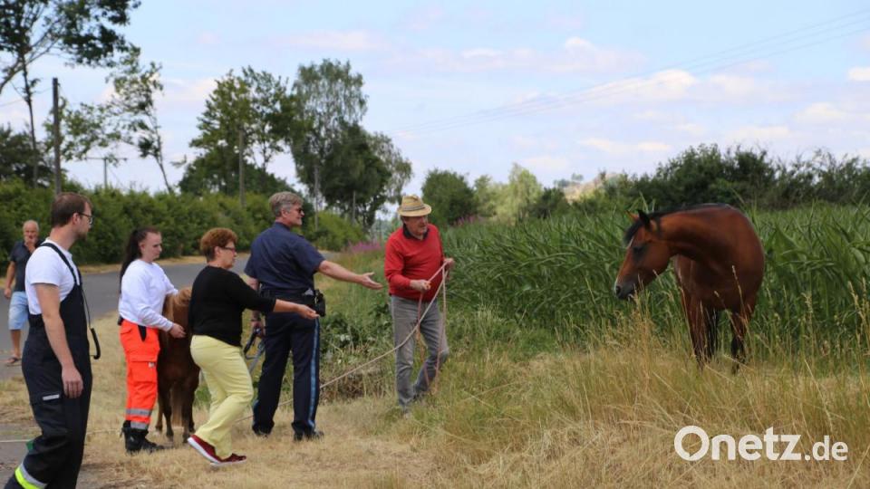 Während sich Christina Lehner (Dritte von links) um das Pony kümmert, versuchen unter anderem Erwin Hoffmann und Polizeihauptkommissar Dieter Striegl (von rechts) sowie Passanten die ausgewachsene Stute mit gutem Zureden und Futter einzufangen. Bild: rw
