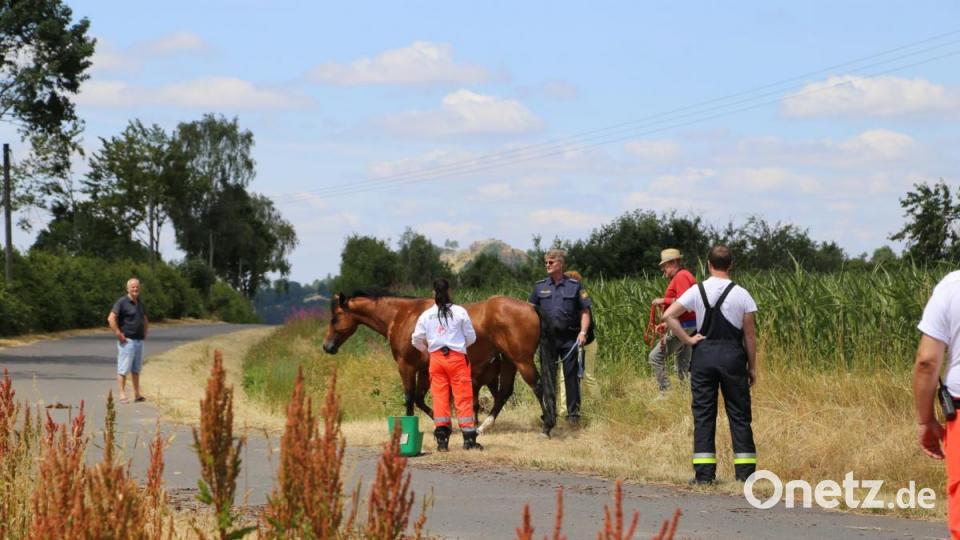 Ein ungewöhnliches Bild: Eine Sanitäterin des Bayrischen Roten Kreuzes mit einem Pony an der Leine, gefolgt von einer ausgewachsenen Stute und mehreren Einsatzfahrzeugen. Bild: rw