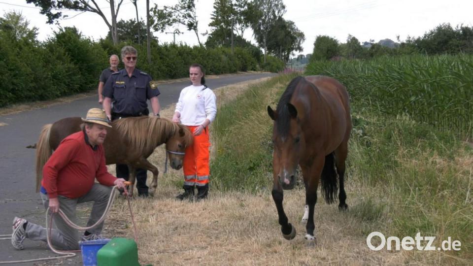 Ein ungewöhnliches Bild: Eine Sanitäterin des Bayrischen Roten Kreuzes mit einem Pony an der Leine, gefolgt von einer ausgewachsenen Stute und mehreren Einsatzfahrzeugen. Bild: rw