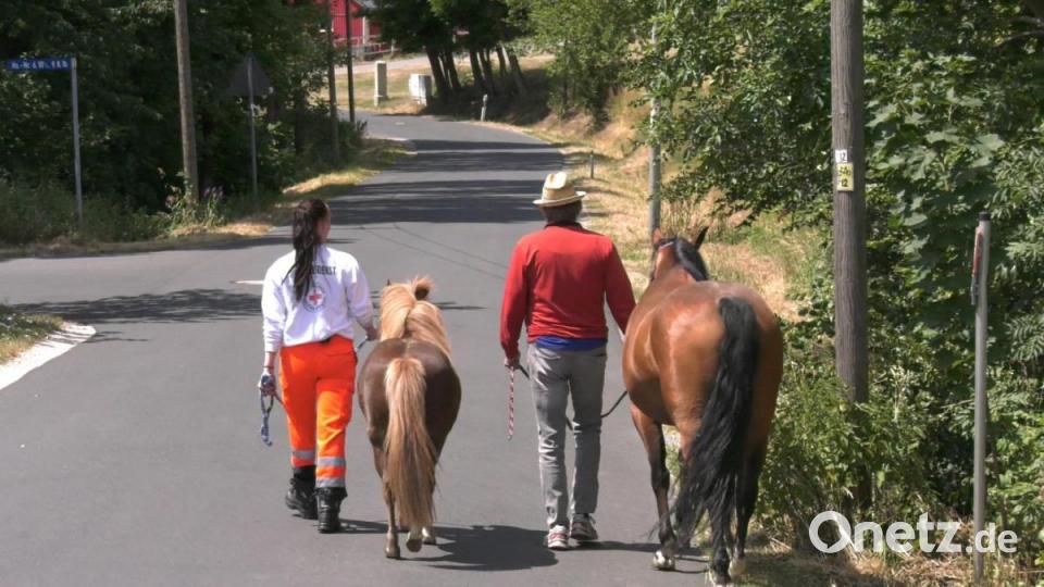 Sanitäterin Christina Lehner und Erwin Hoffmann führen die Tiere auf seine Koppel. Bild: rw