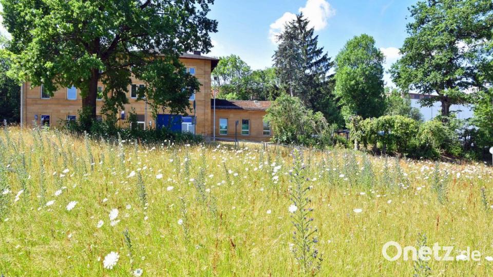 Blumenwiese beim Bahnhof im Bürgerpark. Bild: oy