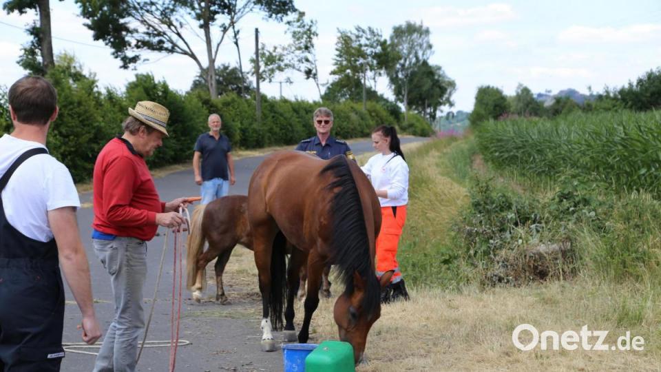 Ein ungewöhnliches Bild: Eine Sanitäterin des Bayrischen Roten Kreuzes mit einem Pony an der Leine, gefolgt von einer ausgewachsenen Stute und mehreren Einsatzfahrzeugen. Bild: rw