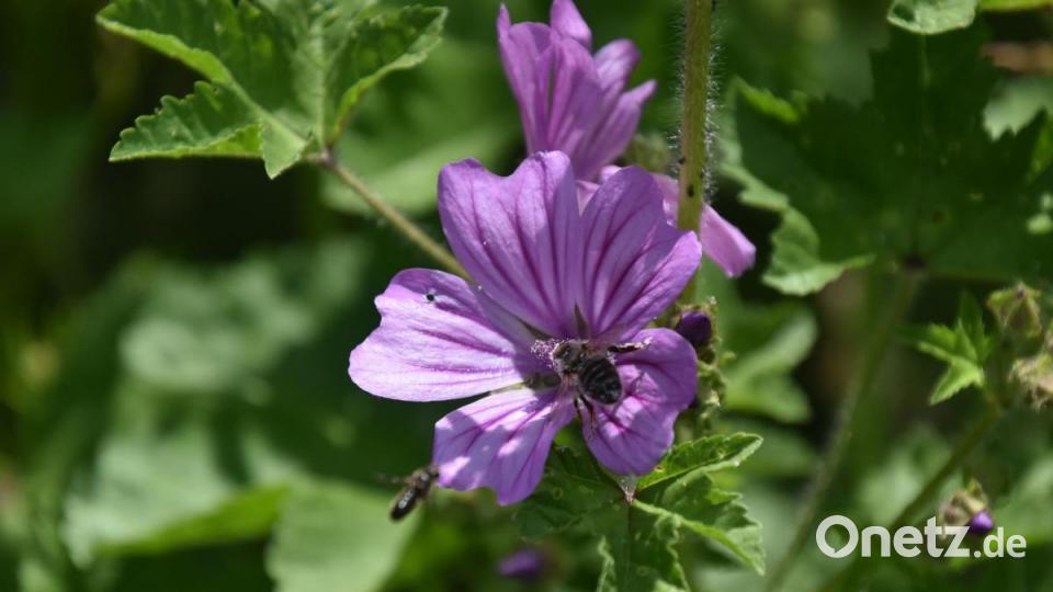 Saatgutmischungen mit heimischen Arten locken Wildbienen an. Bild: oy