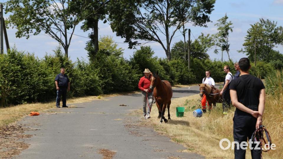 Ein ungewöhnliches Bild: Eine Sanitäterin des Bayrischen Roten Kreuzes mit einem Pony an der Leine, gefolgt von einer ausgewachsenen Stute und mehreren Einsatzfahrzeugen. Bild: rw