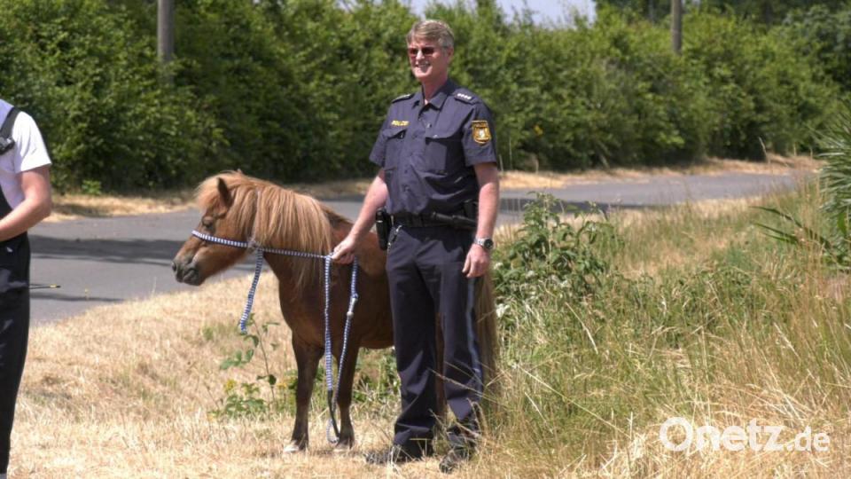 Ein ungewöhnliches Bild: Eine Sanitäterin des Bayrischen Roten Kreuzes mit einem Pony an der Leine, gefolgt von einer ausgewachsenen Stute und mehreren Einsatzfahrzeugen. Bild: rw