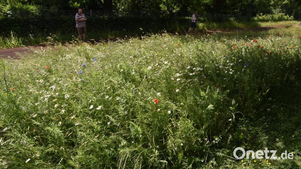 Eine Fettwiese im Bienengarten der Pestalozzischule. Bild: oy
