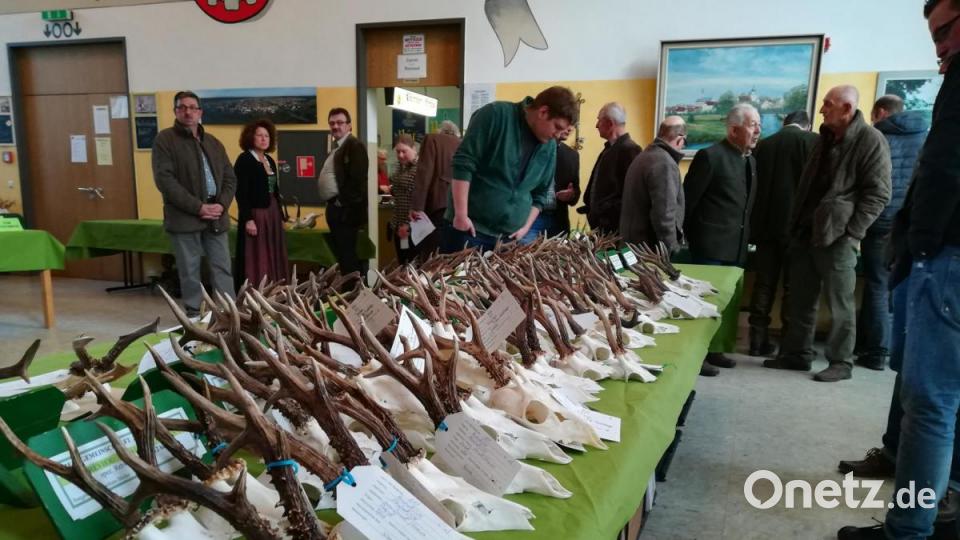Hegeschau 2019 in Mantel, ausgerichtet vom Jagdschutz- und Jägerverband Weiden-Neustadt, Kreisgruppe des Landesjagdverbandes Bayern. Gehörne und Geweihe werden öffentlich präsentiert. Bild: Thomas Schaller