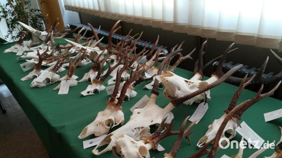 Hegeschau 2019 in Mantel, ausgerichtet vom Jagdschutz- und Jägerverband Weiden-Neustadt, Kreisgruppe des Landesjagdverbandes Bayern. Gehörne und Geweihe werden öffentlich präsentiert. Bild: Thomas Schaller