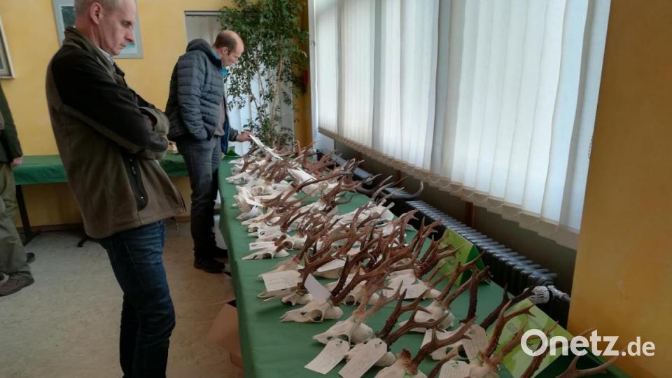Hegeschau 2019 in Mantel, ausgerichtet vom Jagdschutz- und Jägerverband Weiden-Neustadt, Kreisgruppe des Landesjagdverbandes Bayern. Gehörne und Geweihe werden öffentlich präsentiert. Bild: Thomas Schaller