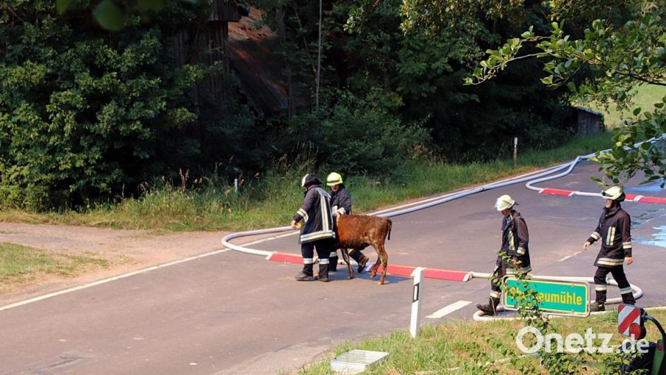 Den Großteil der Rinder konnten die Feuerwehrmänner retten. Für etwa 25 Tiere kam allerdings jede Hilfe zu spät. Bild: jma