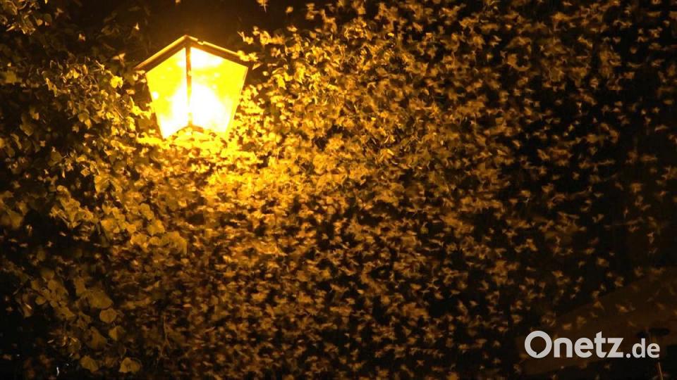 Milliarden von Fliegen bedeckten in der Nacht von Mittwoch auf Donnerstag die Straßen in Burglengefeld. Bild: Alexander Auer