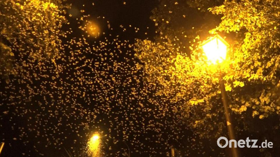 Milliarden von Fliegen bedeckten in der Nacht von Mittwoch auf Donnerstag die Straßen in Burglengefeld. Bild: Alexander Auer