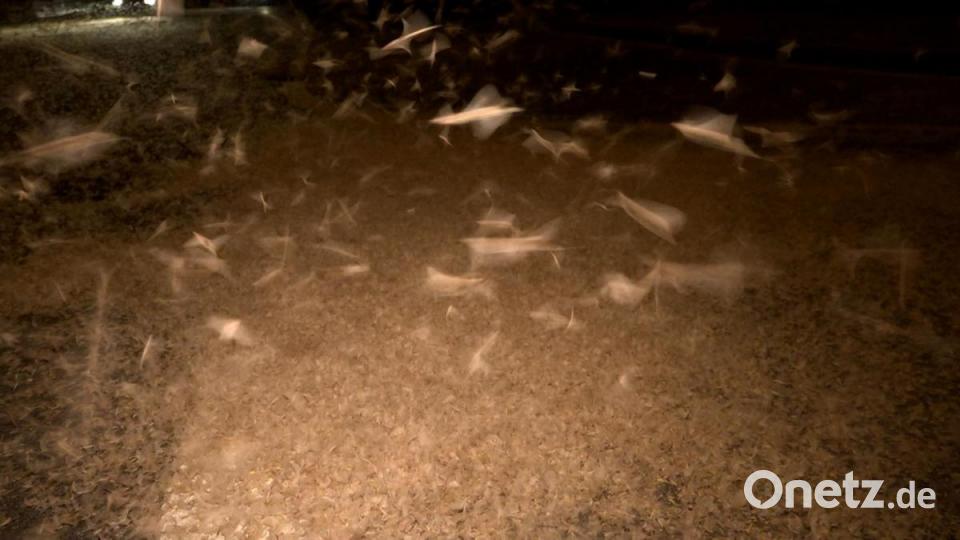 Milliarden von Fliegen bedeckten in der Nacht von Mittwoch auf Donnerstag die Straßen in Burglengefeld. Bild: Alexander Auer