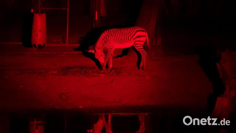 Ein Zebra steht in der Nacht im Tierpark Hellabrunn in seinem Gehege. Durch die Verwendung einer speziellen Lampe, deren Licht die meisten Tiere nicht wahrnehmen können, erscheint das Foto rot. Bild: Sven Hoppe/dpa
