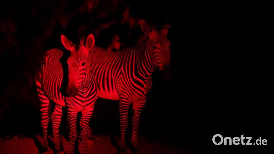 Zebras stehen in der Nacht im Tierpark Hellabrunn in ihrem Gehege. Durch die Verwendung einer speziellen Lampe, deren Licht die meisten Tiere nicht wahrnehmen können, erscheint das Foto rot. Bild: Sven Hoppe/dpa