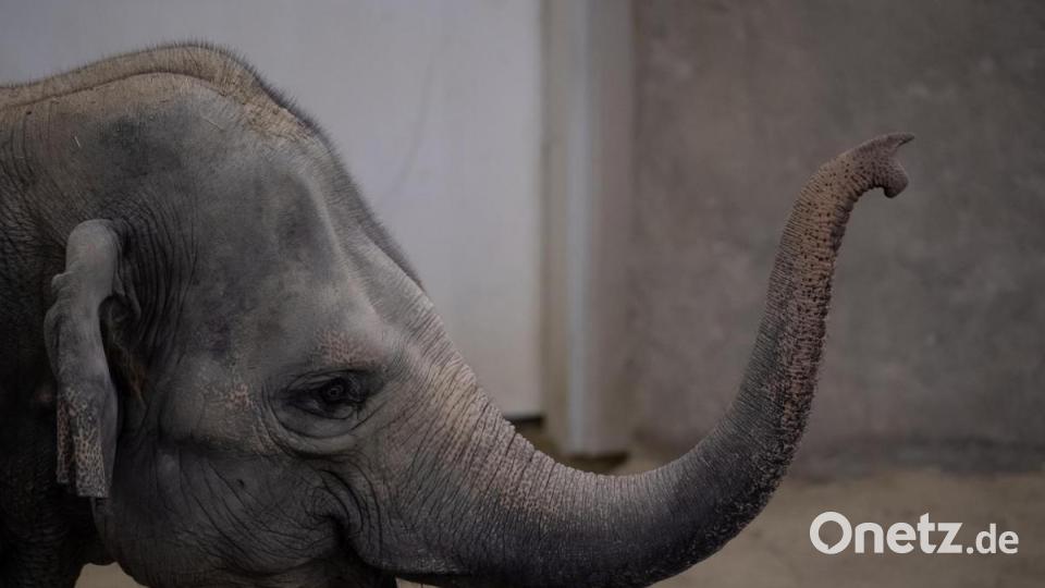 Ein Elefant steht in der Nacht im Tierpark Hellabrunn in seinem Gehege. Bild: Sven Hoppe/dpa