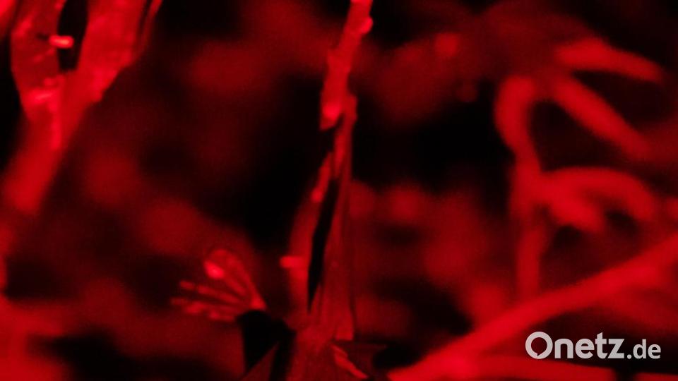 Ein Flughund hängt in der Nacht im Tierpark Hellabrunn an einem Baum. Durch die Verwendung einer speziellen Lampe, deren Licht die meisten Tiere nicht wahrnehmen können, erscheint das Foto rot. Bild: Sven Hoppe/dpa