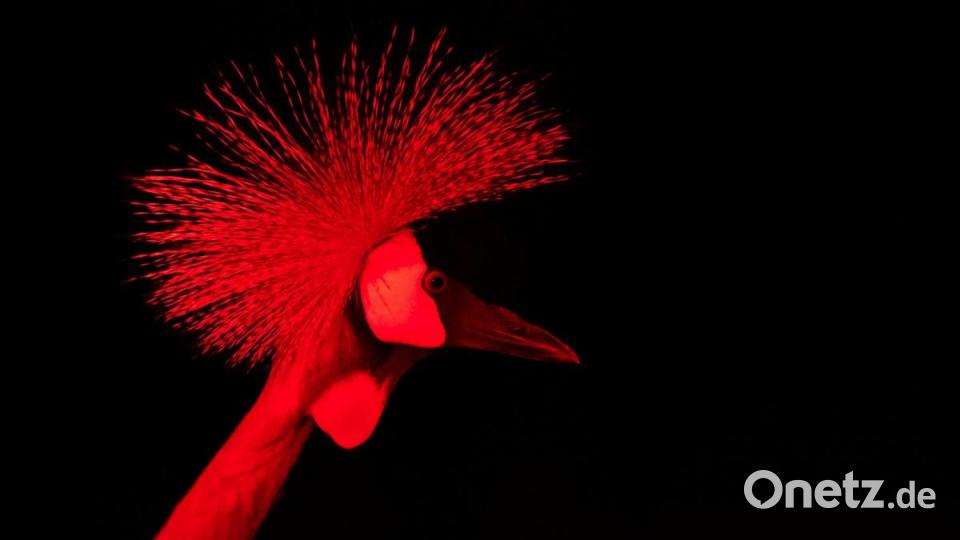 Ein Kronenkranich steht in der Nacht im Tierpark Hellabrunn in ihrem Gehege. Bild: Sven Hoppe