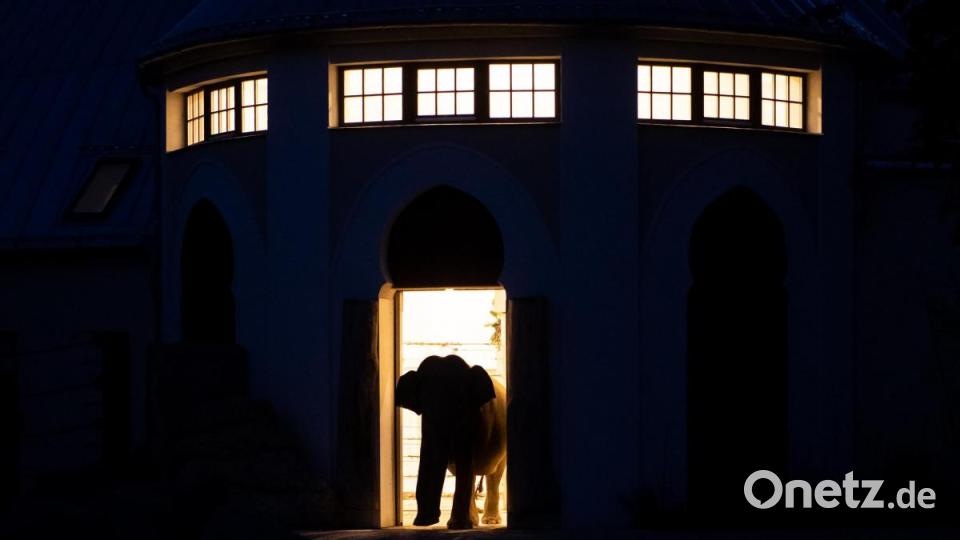 Ein Elefant steht in der Nacht im Tierpark Hellabrunn in seinem Gehege. ( Bild: Sven Hoppe/dpa