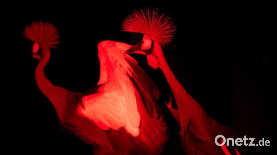 Kronenkraniche stehen in der Nacht im Tierpark Hellabrunn in ihrem Gehege. Durch die Verwendung einer speziellen Lampe, deren Licht die meisten Tiere nicht wahrnehmen können, erscheint das Foto rot. Bild: Sven Hoppe/dpa