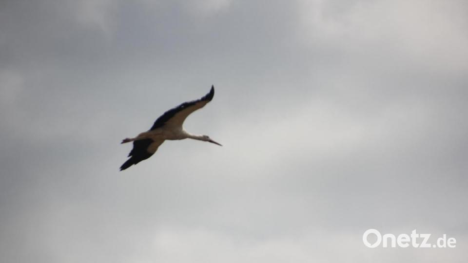 Da wollte auch der Storch zeigen, was er kann und flog über das Flugplatzfest. Bild: kro
