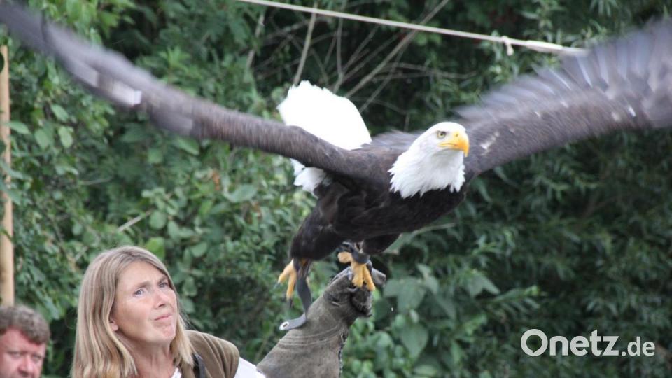 Die Gruppe &quot;Penthea&quot; aus Prag ließ bei ihren Falkner-Vorführungen auch einen Weißkopfseeadler über dem Stadtpark kreisen. Bild: mp