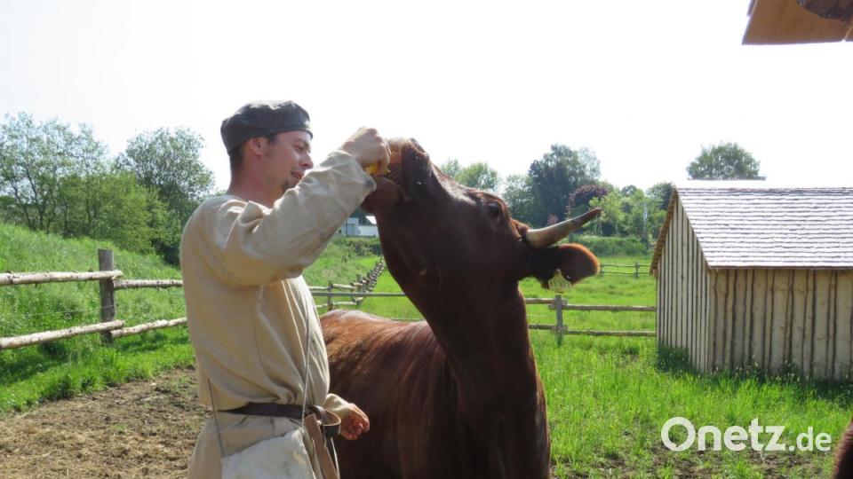 Stefan Mois ist jetzt auch ein wenig mittelalterlicher Bauer. Er betreut die Kühe Bea und Linda, die später beim Lastenschleppen helfen werden. Bild: Ulla Britta Baumer