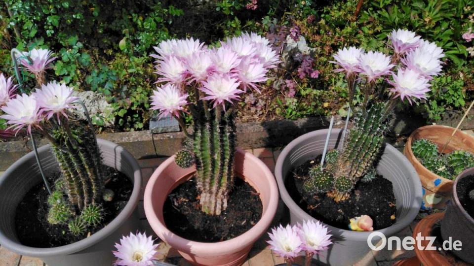 Über die volle Blütenpracht freut sich Mandy Castillo-Schmidt. Bild: adj