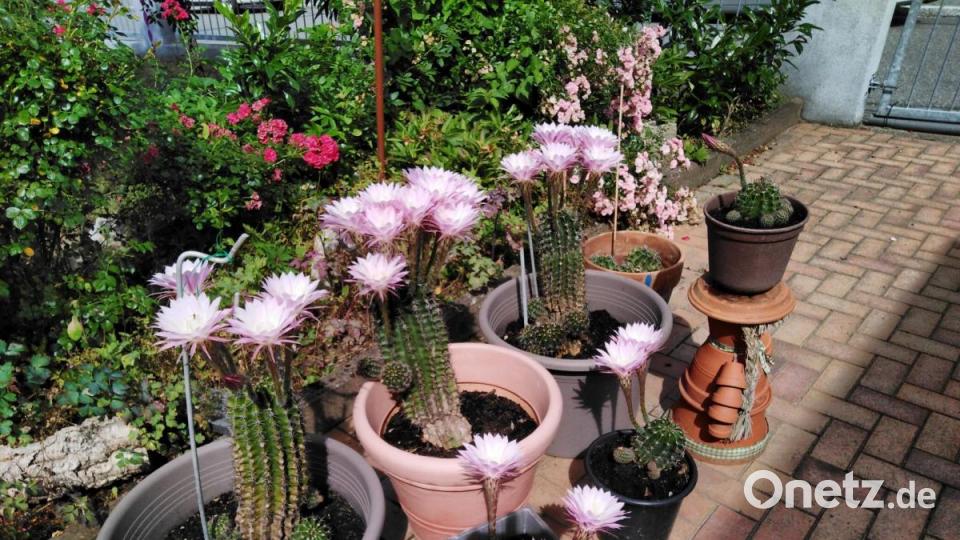 Über die volle Blütenpracht freut sich Mandy Castillo-Schmidt. Bild: adj