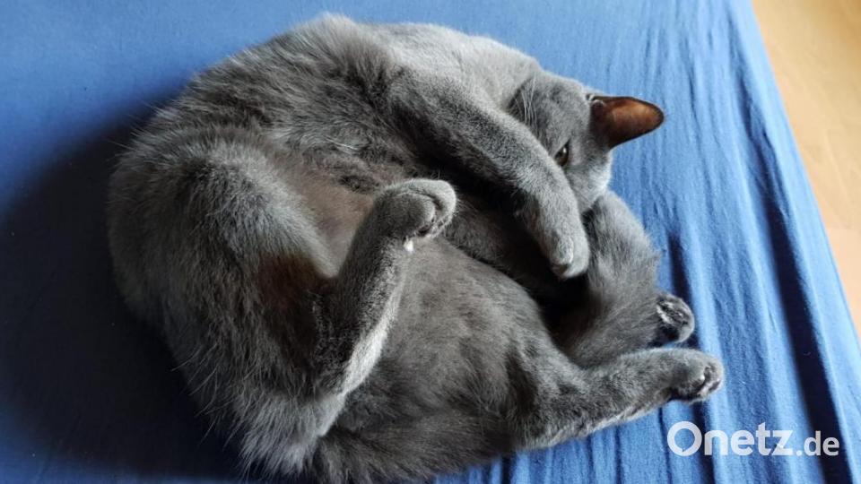 Zu meinen Katzen bin ich gekommen weil sie fast im Tierheim gelandet wären und das wollte ich unbedingt verhindern. Diesen Tag bereue ich nie. Mit meinem Fellknäueln, die ich nie mehr vermissen möchte, ist jeder Tag ein neues Erlebnis Bild: Donminik Pentner