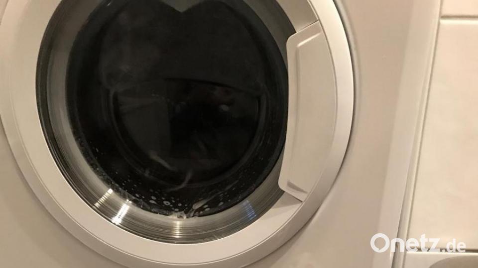Die Waschmaschine findet Feli ganz toll, Ihren ersten Schnee hat sie auch erlebt und beide schlafen überall gerne Bild: Natascha Dötterl