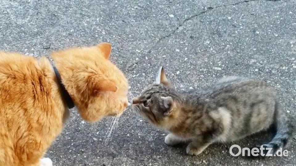 Der 17 Jahre alte Kater Simba trifft eine kleine Streunerkatze. Bild: Heidi Loos