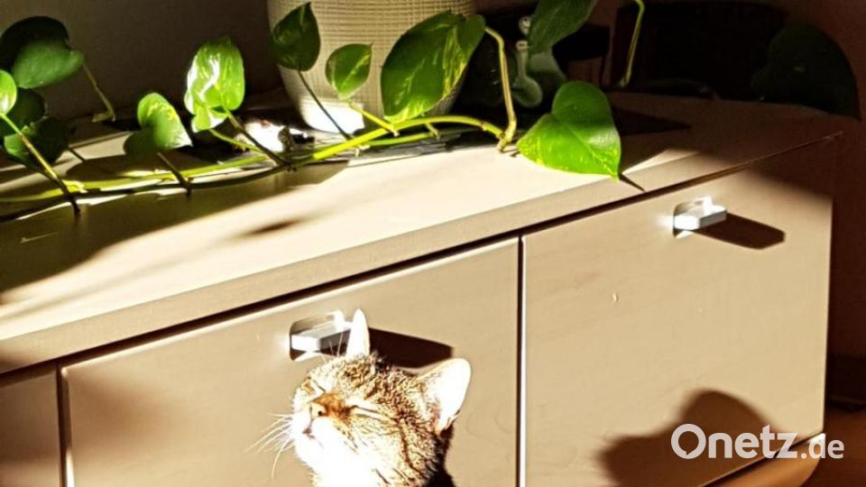 Maxi wurde 16 Jahre alt. Bild: Nadine Lenk
