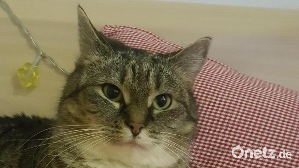 Die Katze heißt Martina. Sie hat ein M auf ihrer Stirn. Bild: Franziska Babl