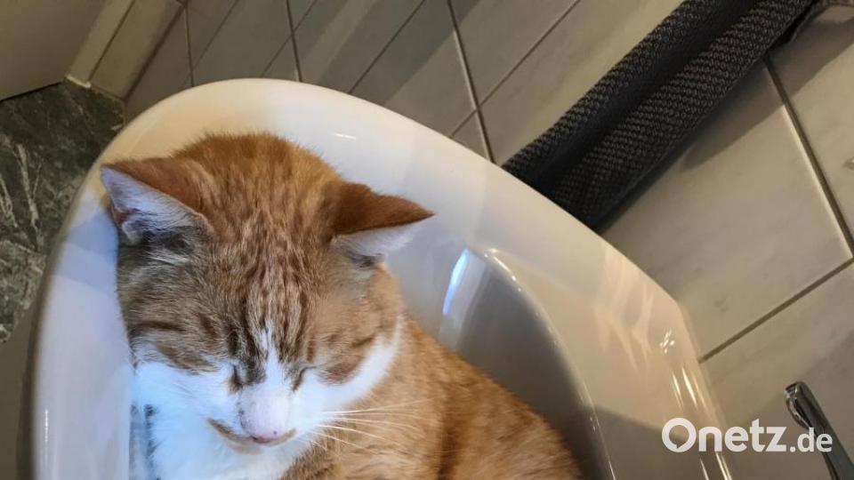 Peterle hält sein Nickerchen oft an den ungewöhnlichsten Orten. Ob im Waschbecken, in der Spüle oder auch im Puppenbett. Wir haben Peterle vor 8 Jahren von einem Bauernhof geholt und seitdem ist er der Liebling der ganzen Familie. Bild: Mario Donat