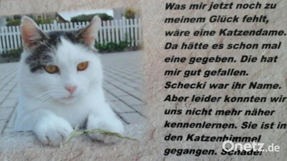 Mein Name ist Kater Felix. Ich bin 2012 vom Straßenkater aufgestiegen zum Chef des Hauses. Bild: Elfi Plötz