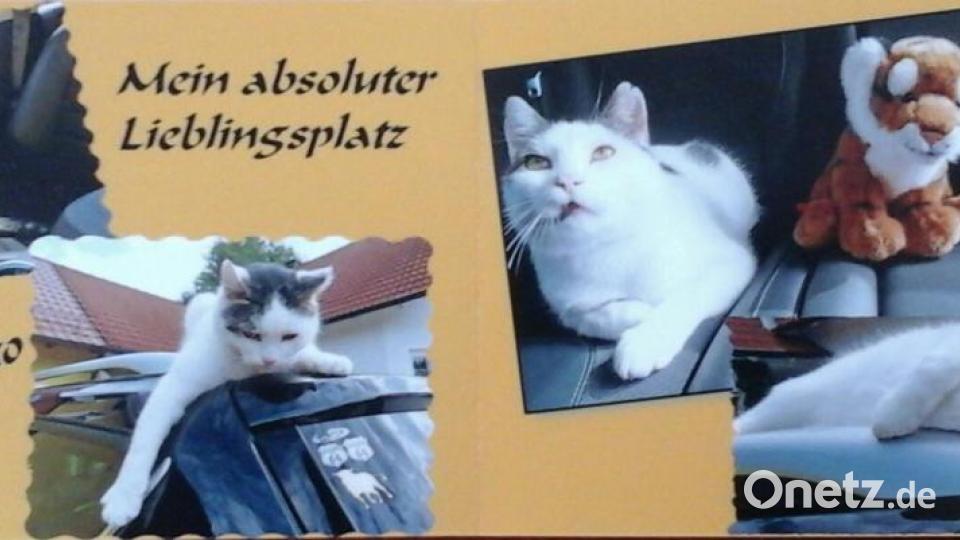 Mein Name ist Kater Felix. Ich bin 2012 vom Straßenkater aufgestiegen zum Chef des Hauses. Bild: Elfi Plötz