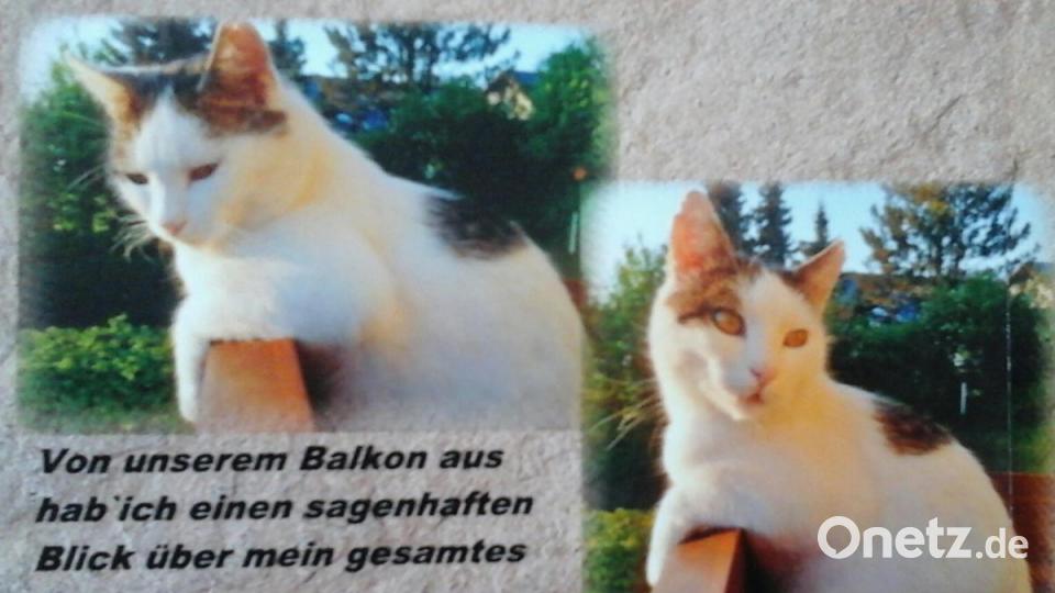 Mein Name ist Kater Felix. Ich bin 2012 vom Straßenkater aufgestiegen zum Chef des Hauses. Bild: Elfi Plötz